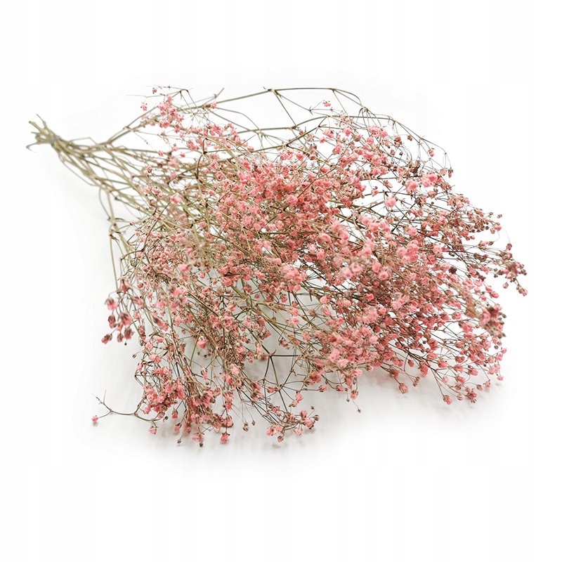 

Gipsówka suszona Różowa - Gypsophila - bukiet