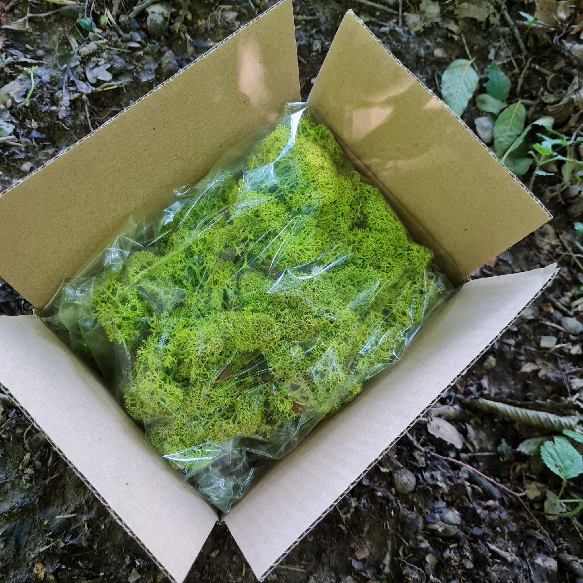 Mech Reniferowy Chrobotek Limonkowy 80G NETTO Kod producenta MECH RENIFEROWY