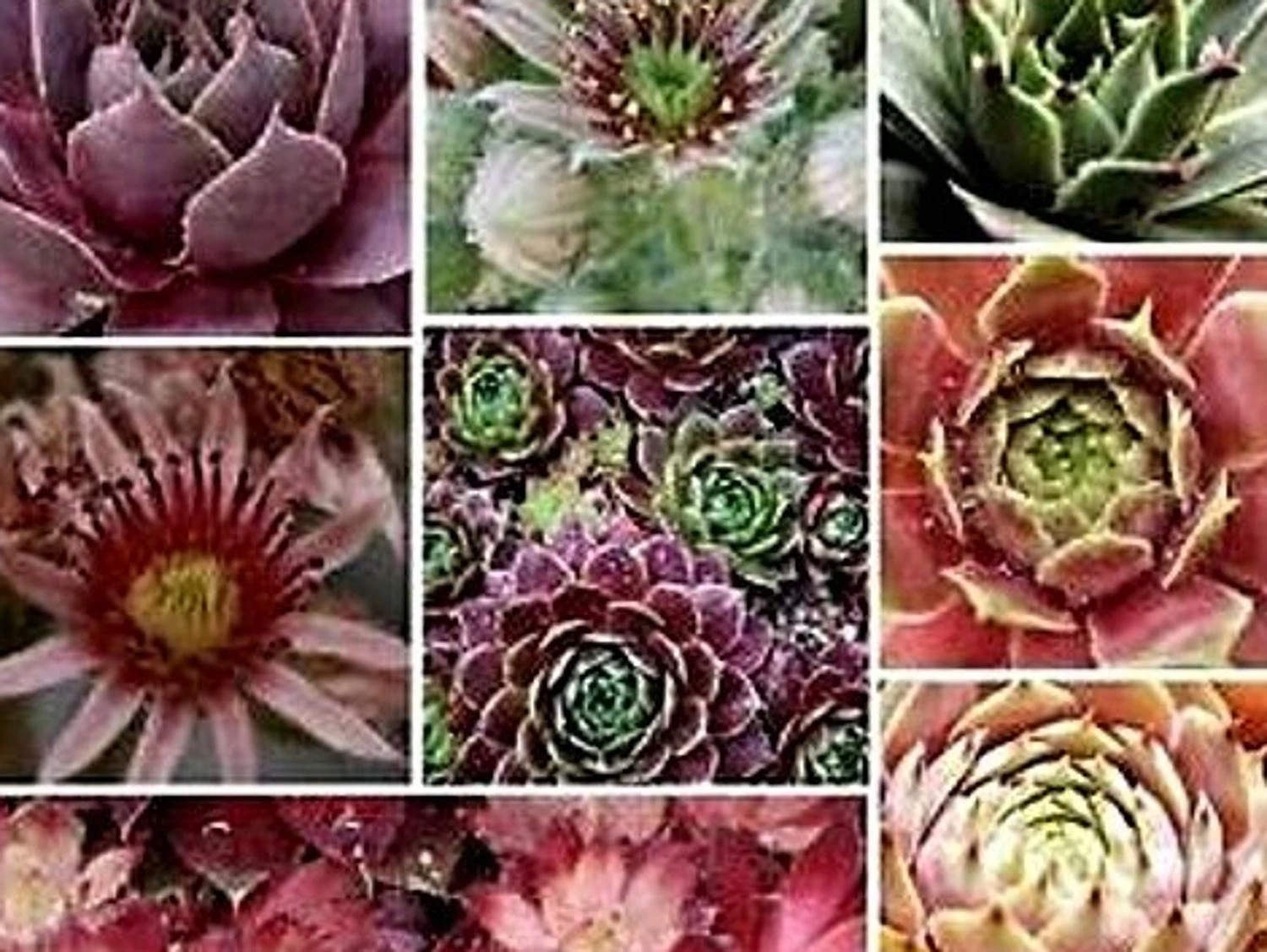 Mieszanka Rozchodników (pojemnik p9)