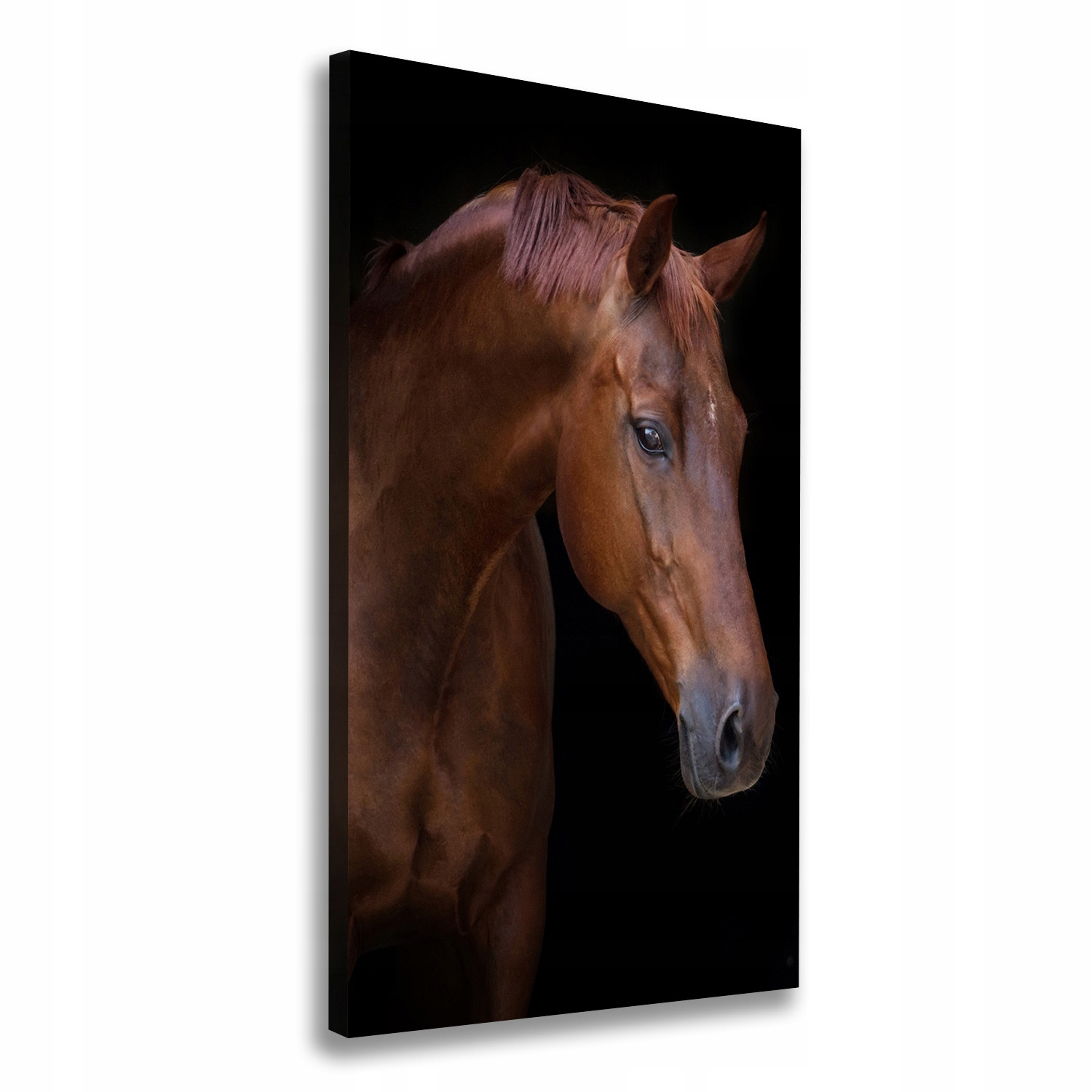 

Foto obraz na płótnie Portret konia 70x140 cm