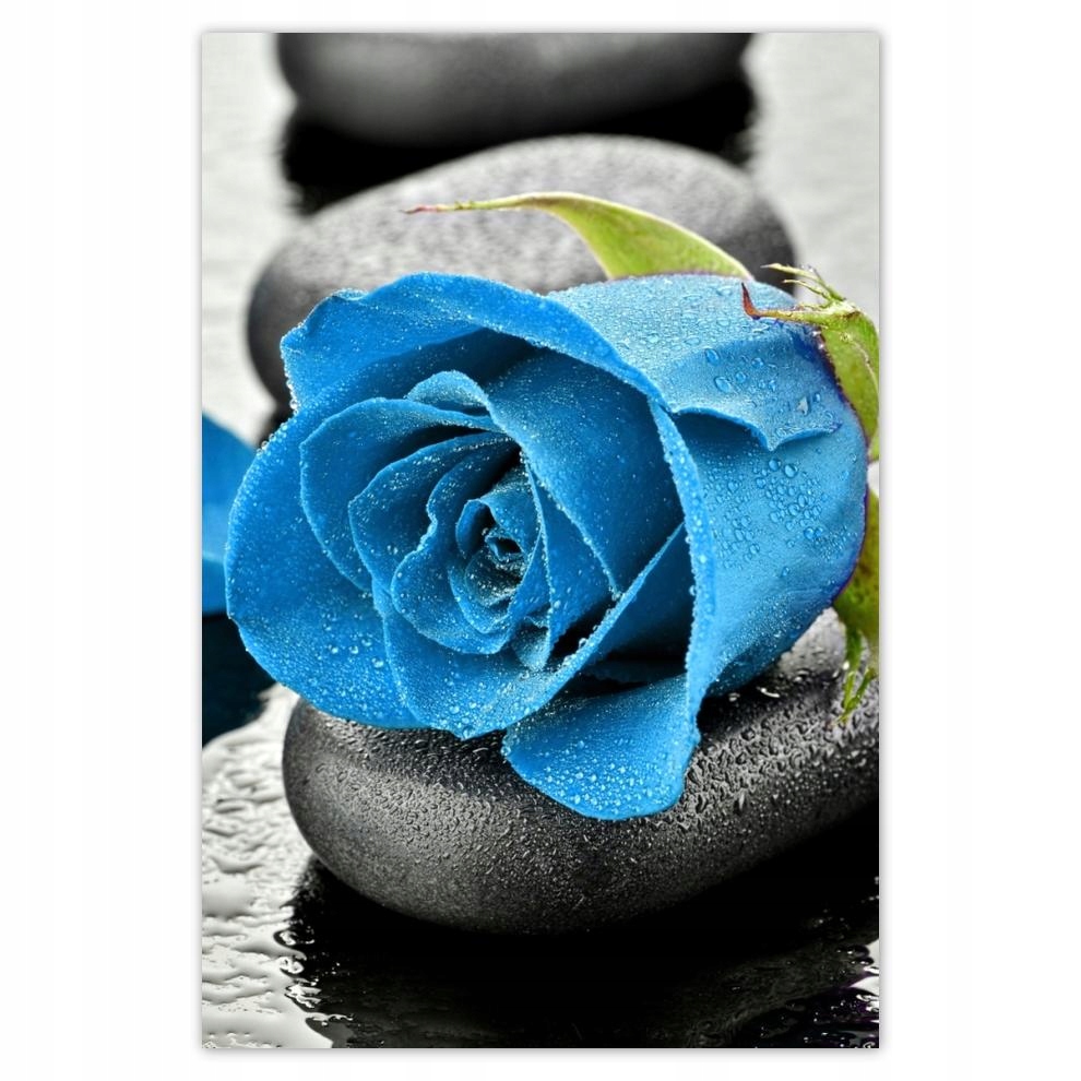 

Plakat samoprzylepny 40x60 Niebieska róża Kamienie