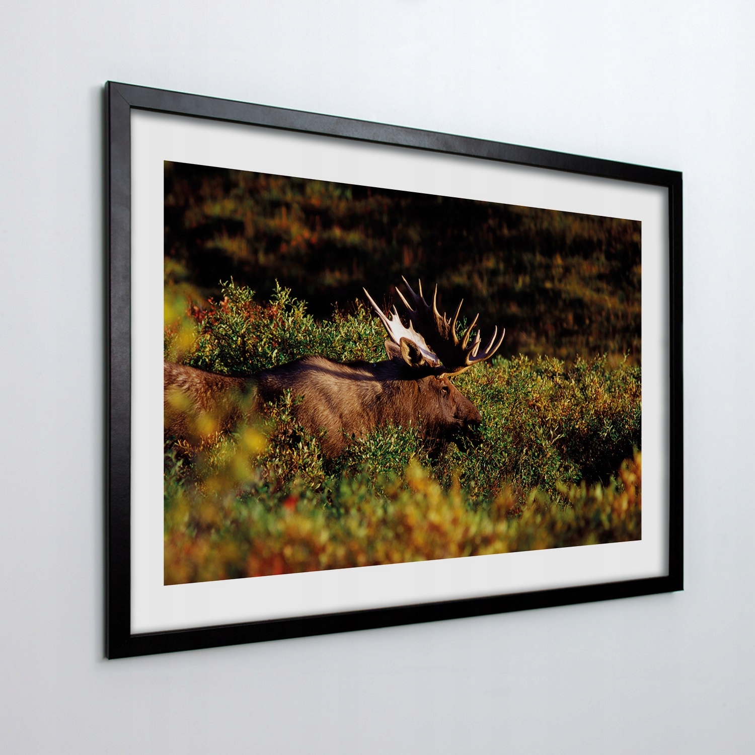 Fotoobraz v rámu na zeď Los příroda 70x50 cm