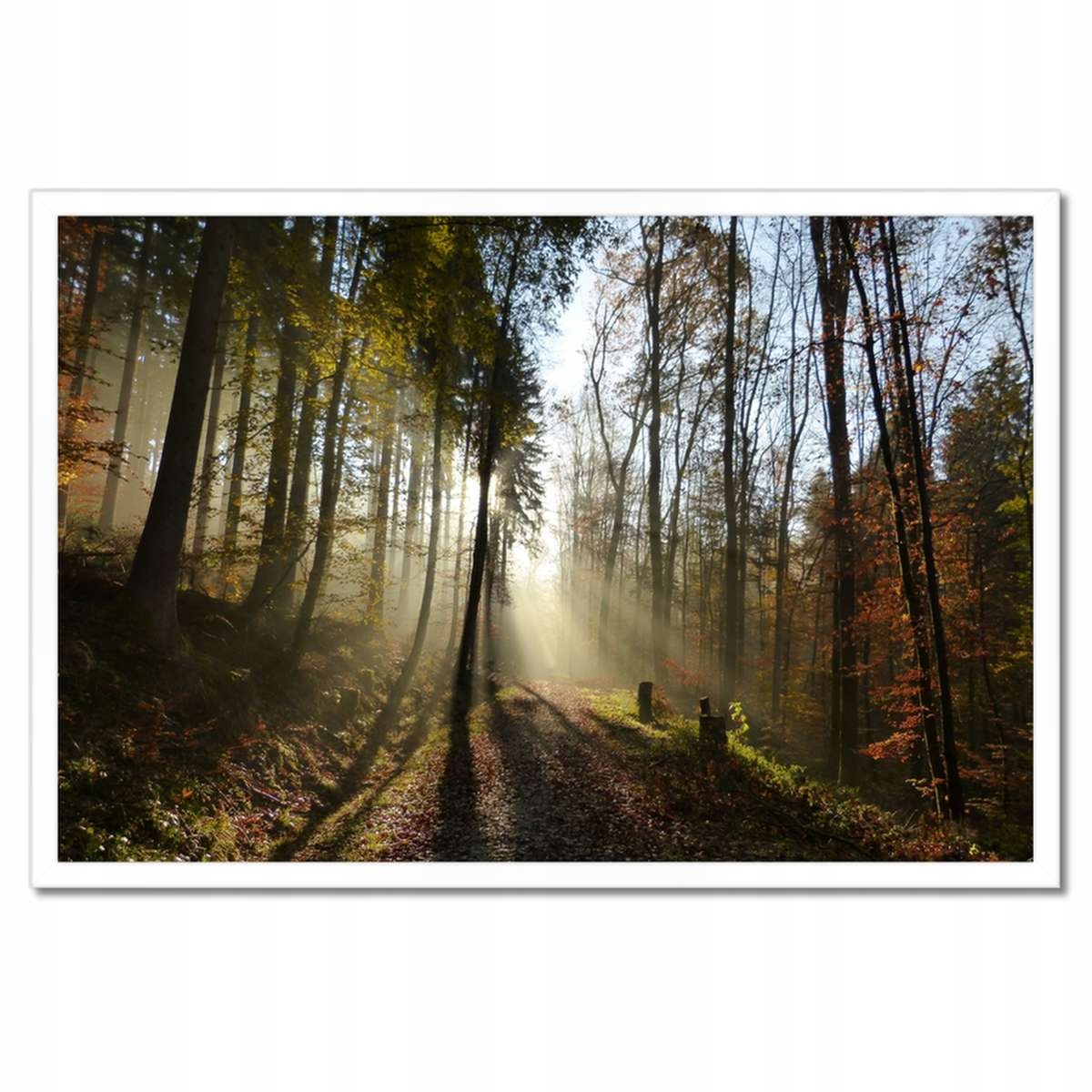 Plakáty v rámu 60x40 Východ slunce v lese