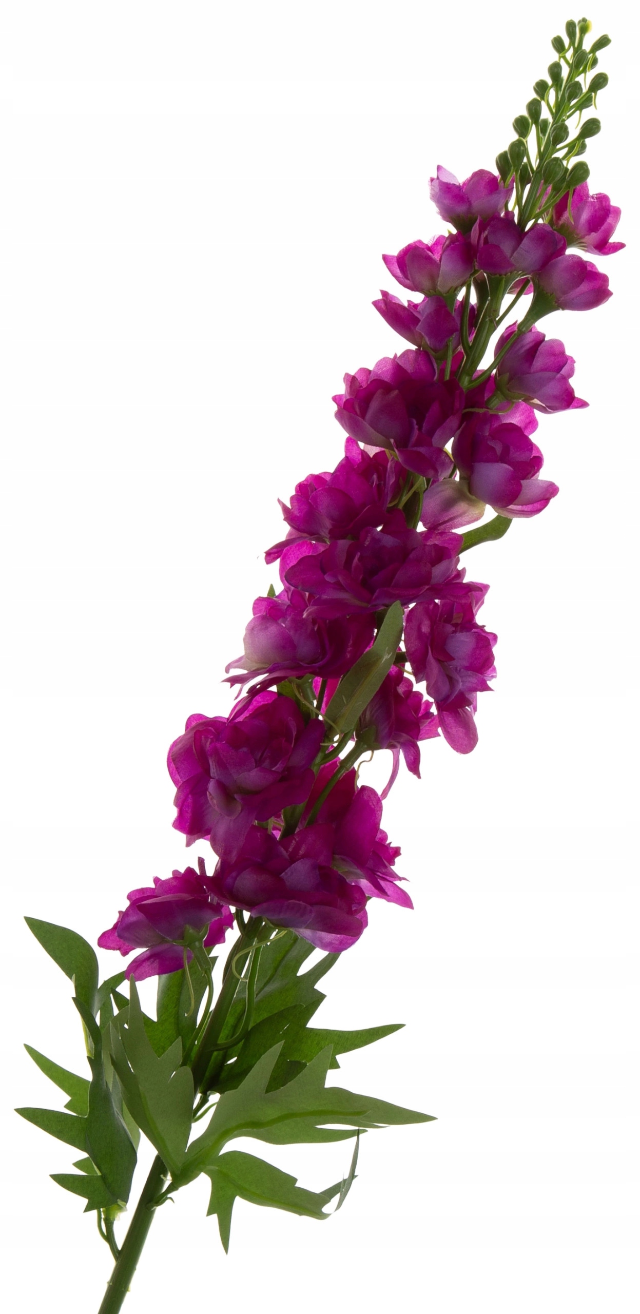 OSTRÓŻKA PURPLE LEWKONIA GAŁĄZKA Marka inna