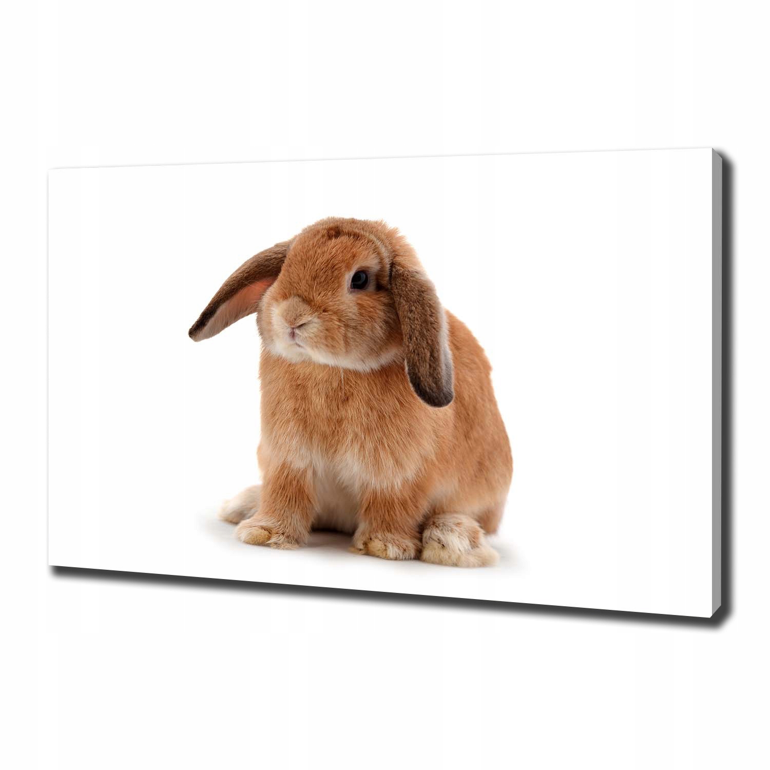 

Foto obraz canvas na ścianę Rudy królik 100x70 cm