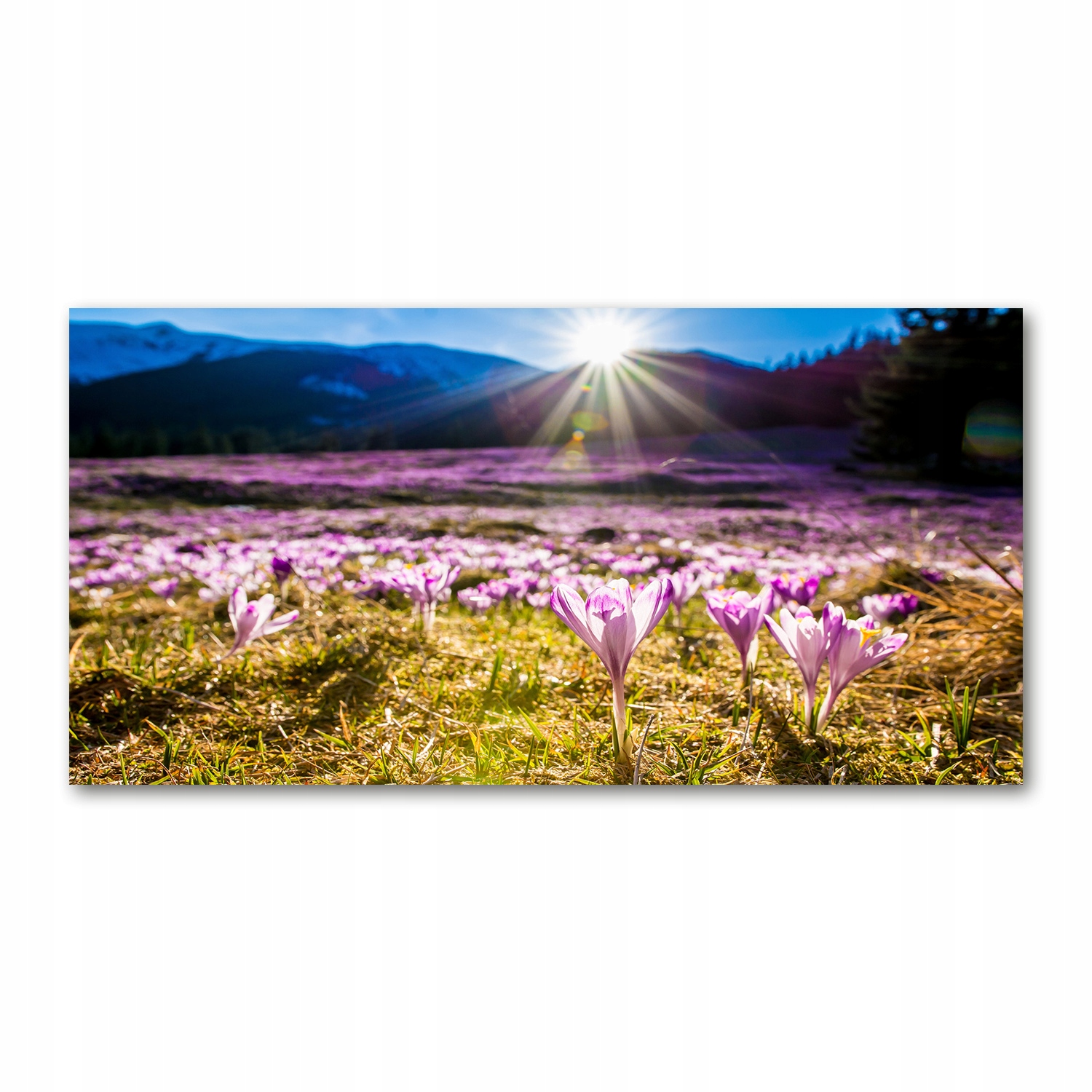 

Foto obraz szklany Krokusy na polanie 140x70