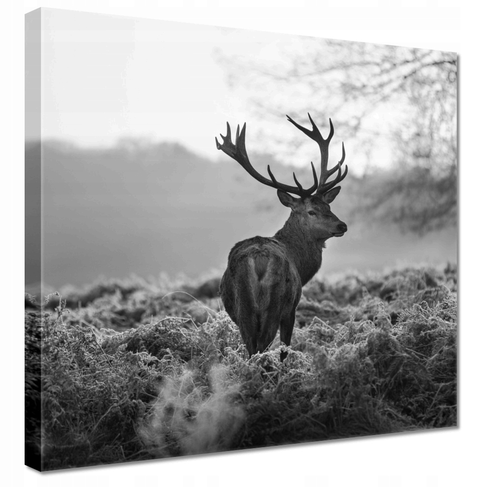 

Obrazy 50x50 Czarno-biały jeleń