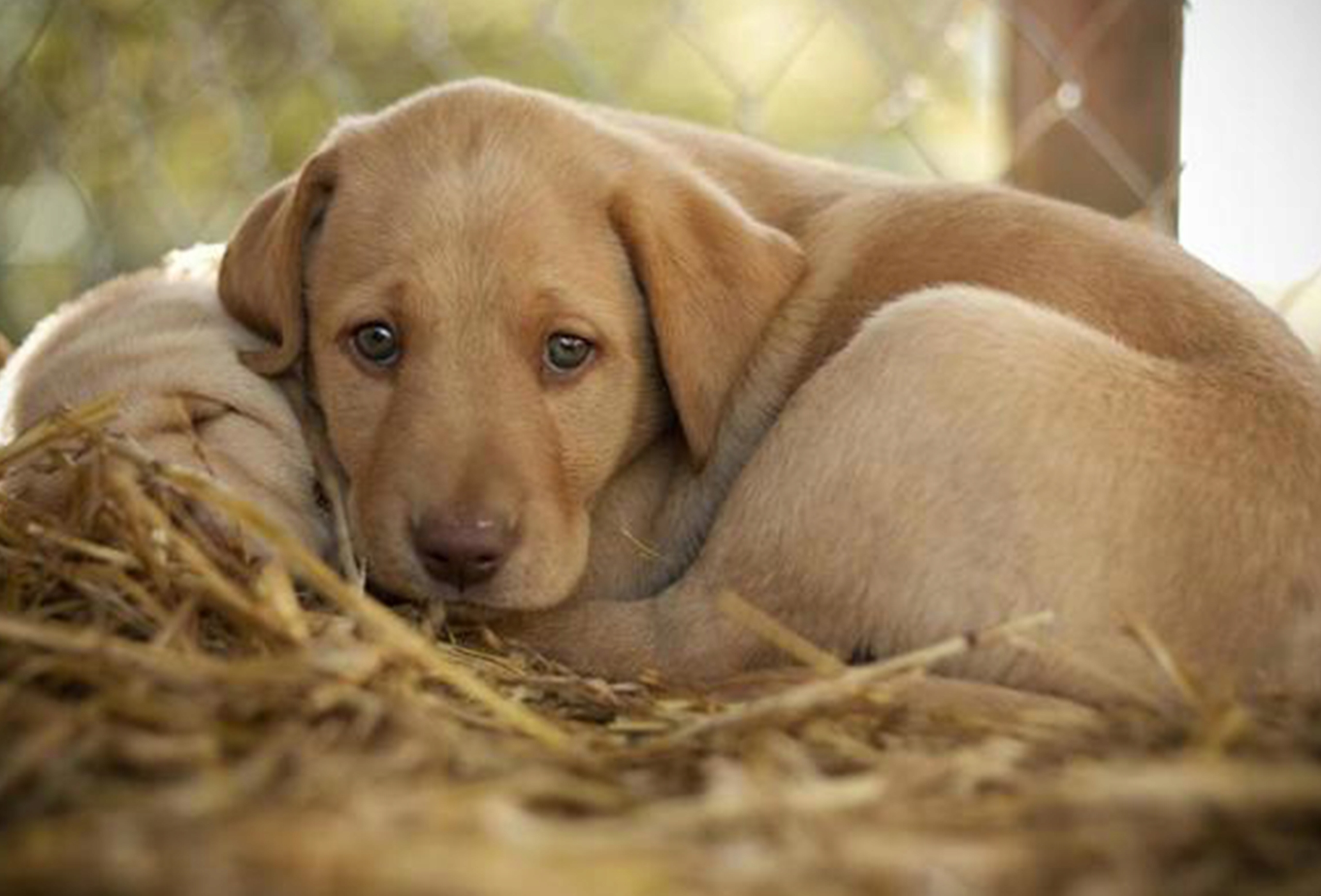 SŁOMA DLA KUR DUŻA KOSTKA NIOSKI 8KG 170L XXL ŚCIÓŁKA EKOLOGICZNA ŚWIEŻA Pojemność 170 l