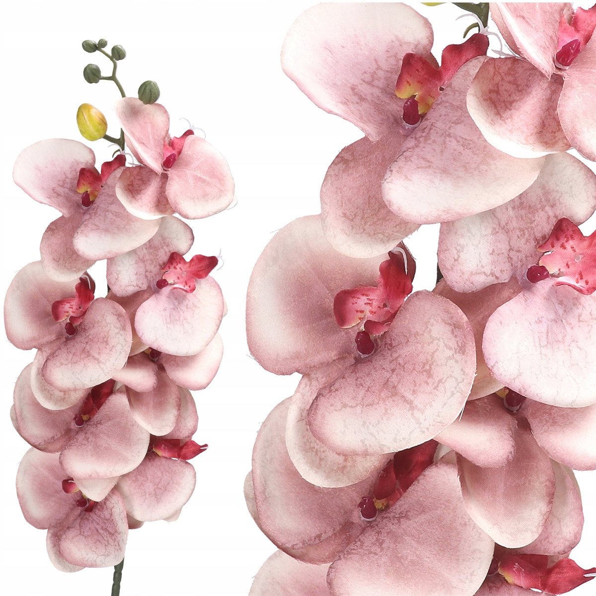 

Storczyk Orchidea Gałązka Jakość Jak Żywy Duży