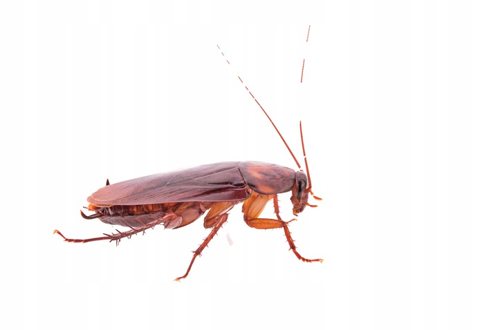 3x BOMBA DYMNA ŚRODEK NA KARALUCHY DOBOL FUMIGATOR 10g TRUJĄCA MGŁA Rodzaj bomba dymna