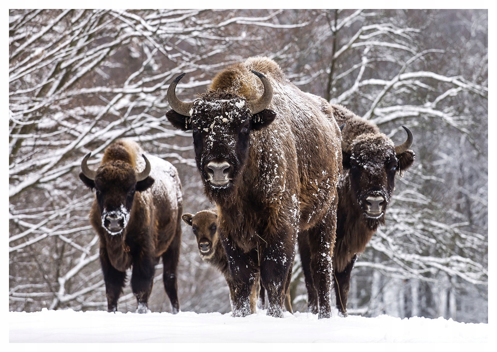 Vliesová fototapeta Zimní krajina s zubry a lesem 368x254 lepidlo