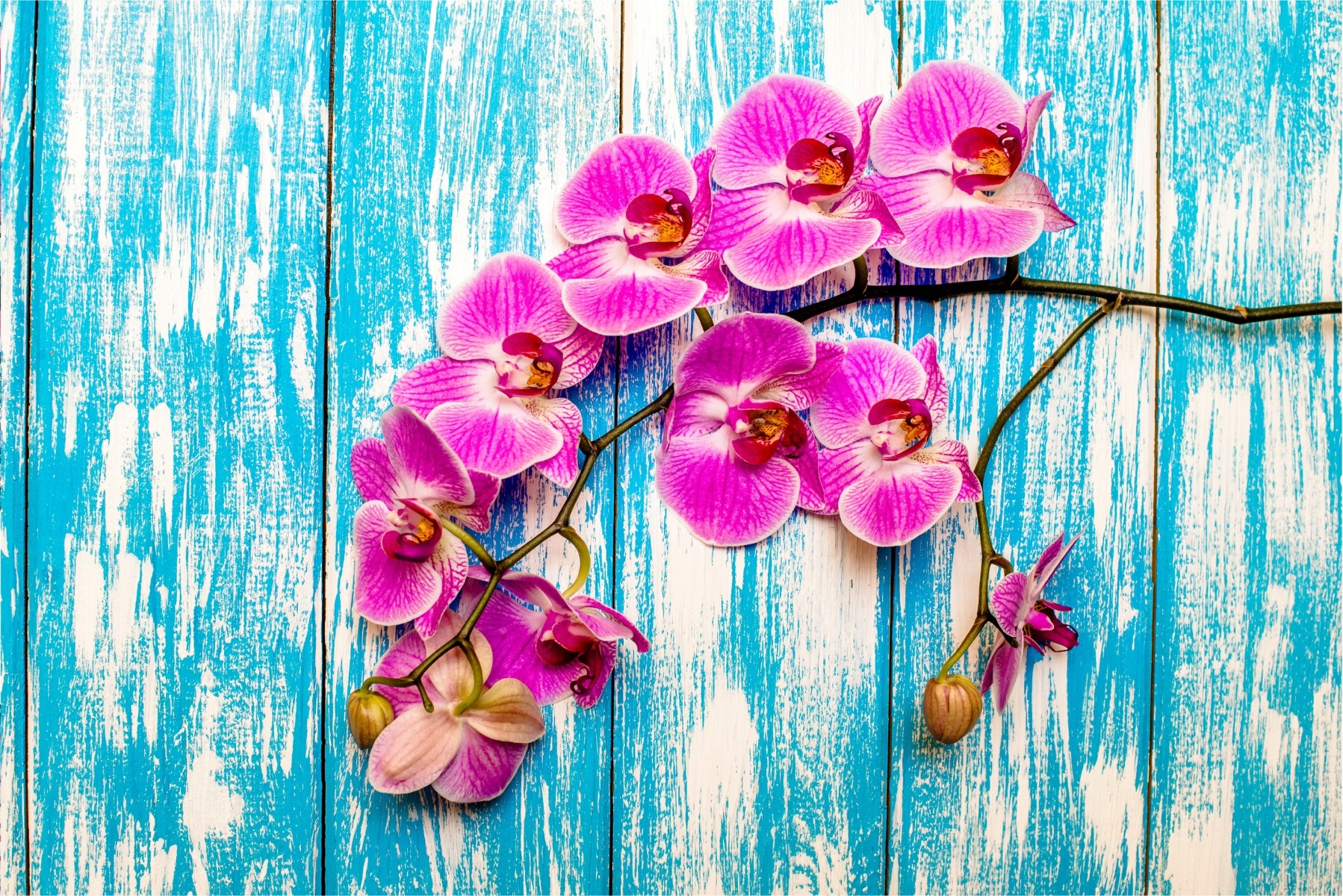 Fototapeta do ložnice orchideje Desky 3D 300x210