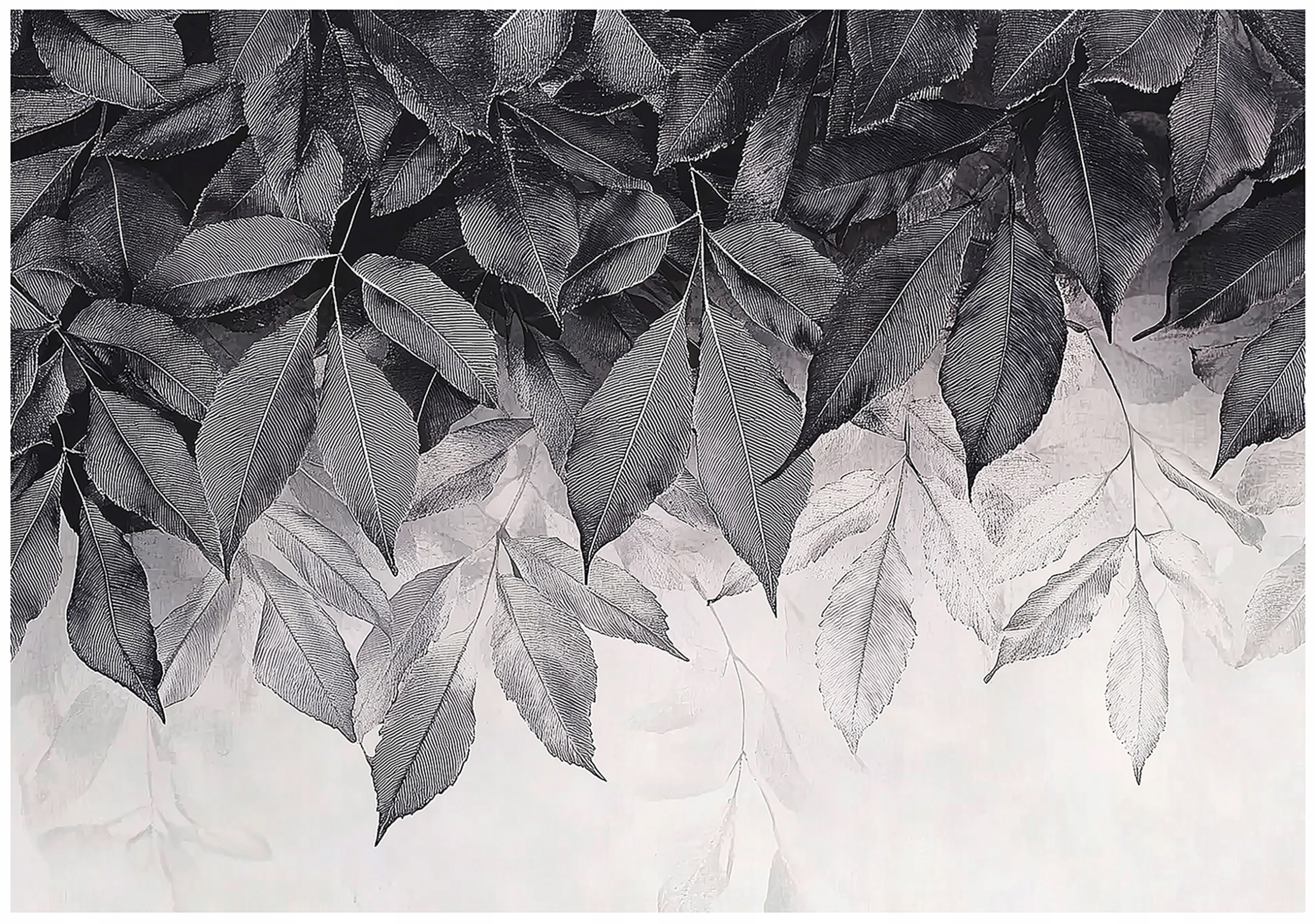 Fototapeta Botanická iluze Černobílá fototapeta s listy 350x250 lepidlo
