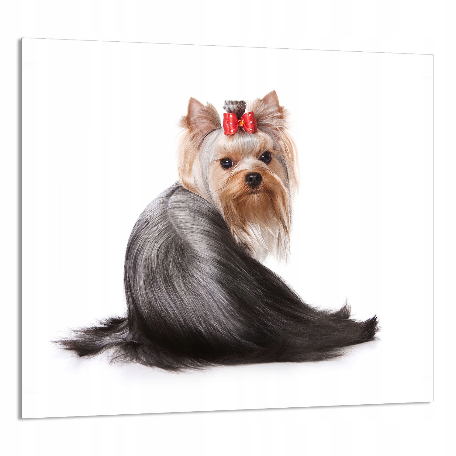 Skleněný Panel Do Kuchyně 65x60 Pes Tvrzené Sklo