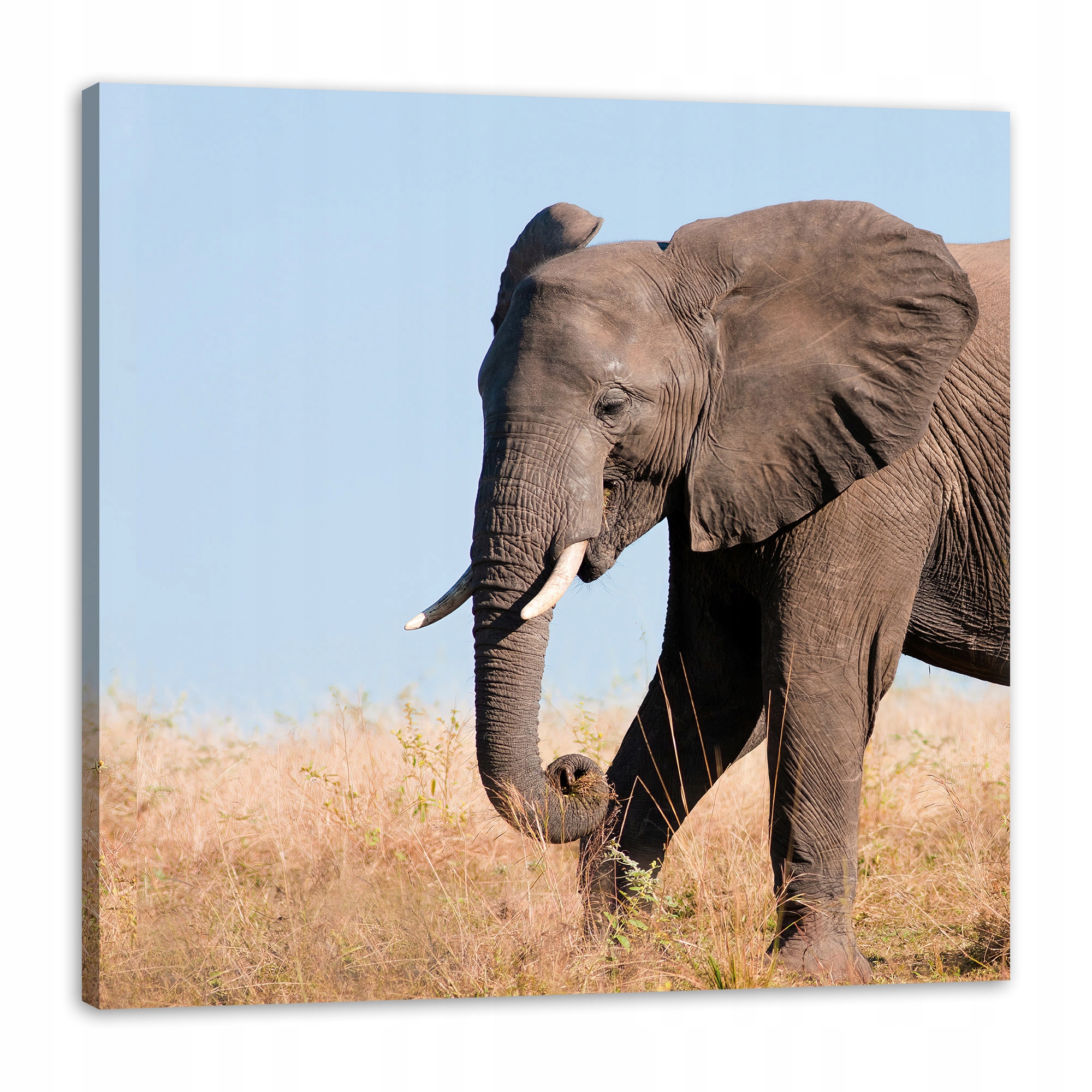 Obraz na plátně Šedý velký slon s trubkou Savana Teplo 80x80 cm
