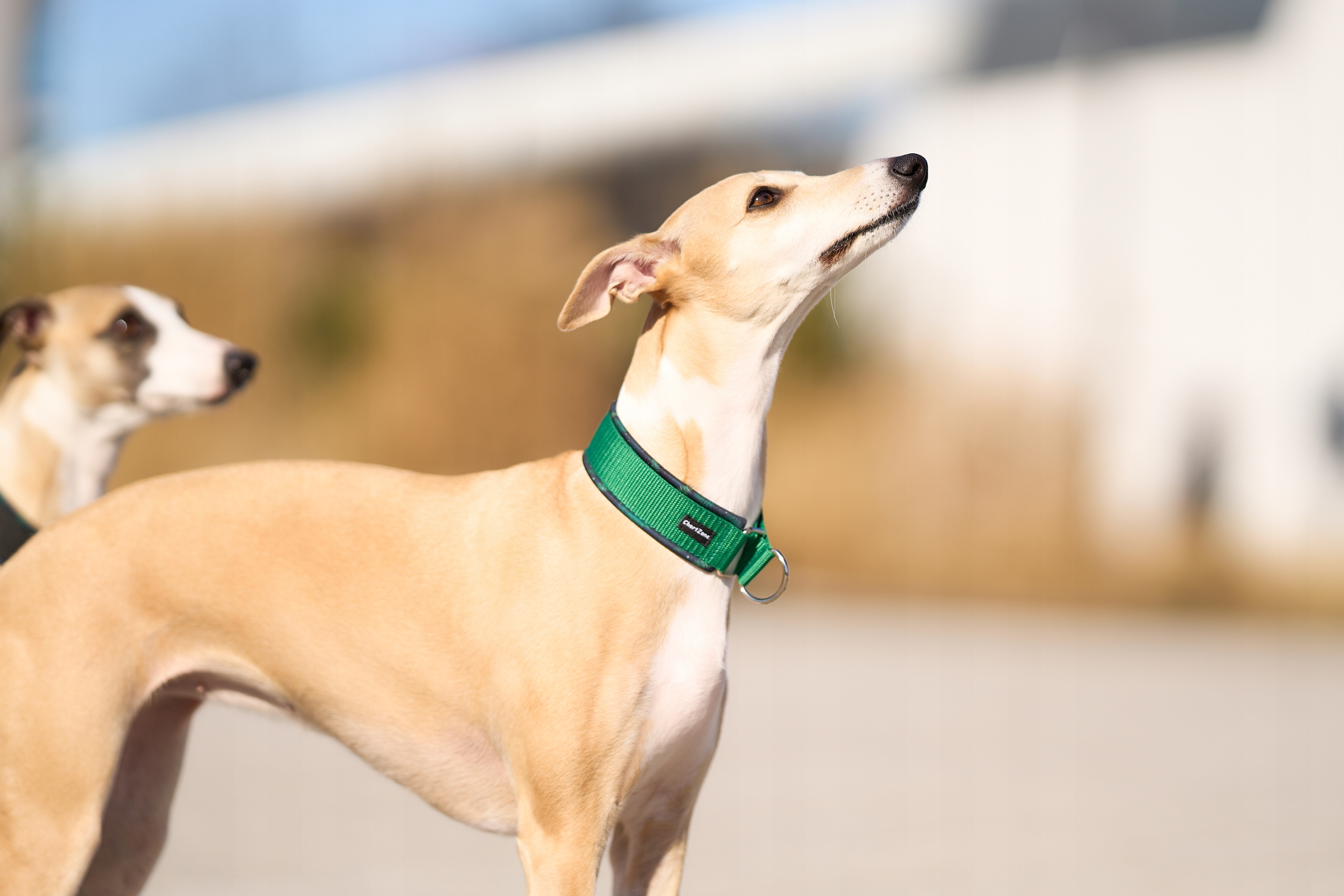 Levně Polostahovací obojek – softshell „Evergreen Forest“ zelená verze 3 cm