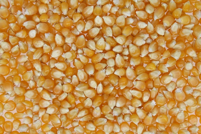 Popcorn Ziarno Kukurydza do prażenia 15kg Argentyna