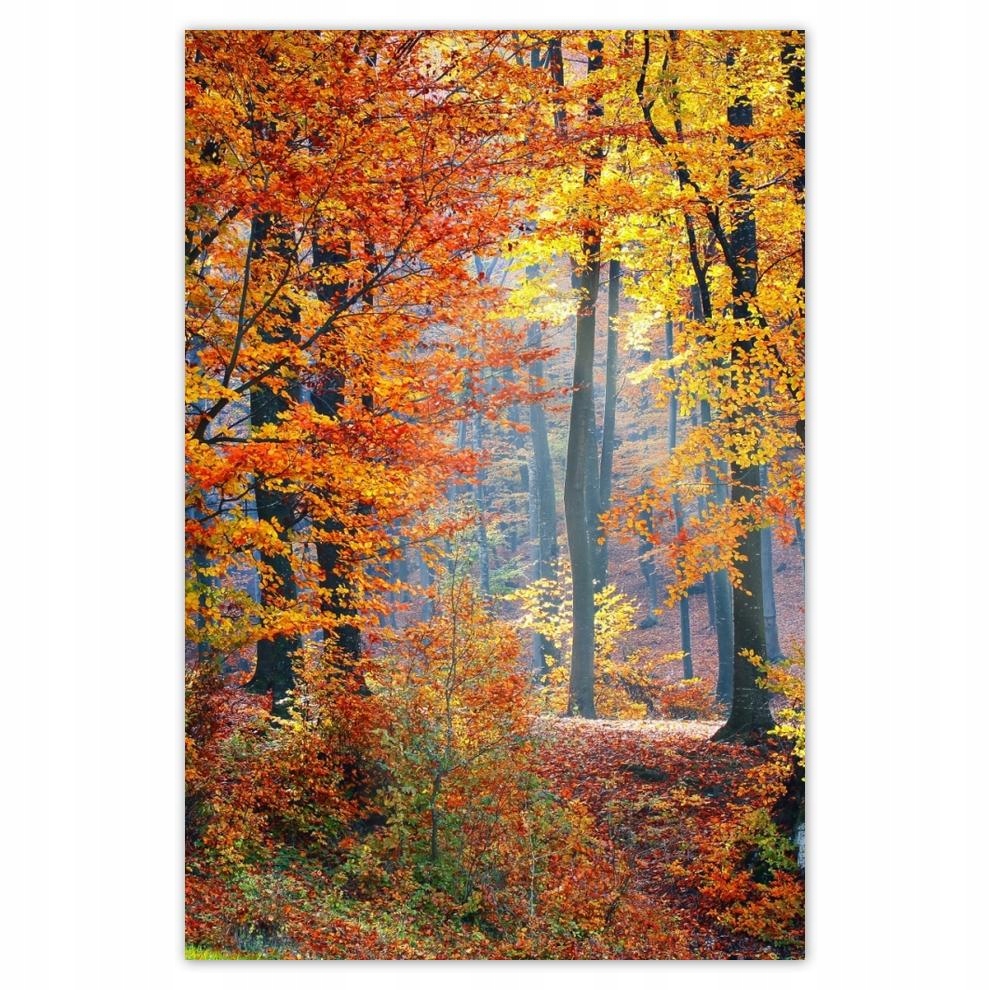 

Plakaty 40x60 Złota jesień
