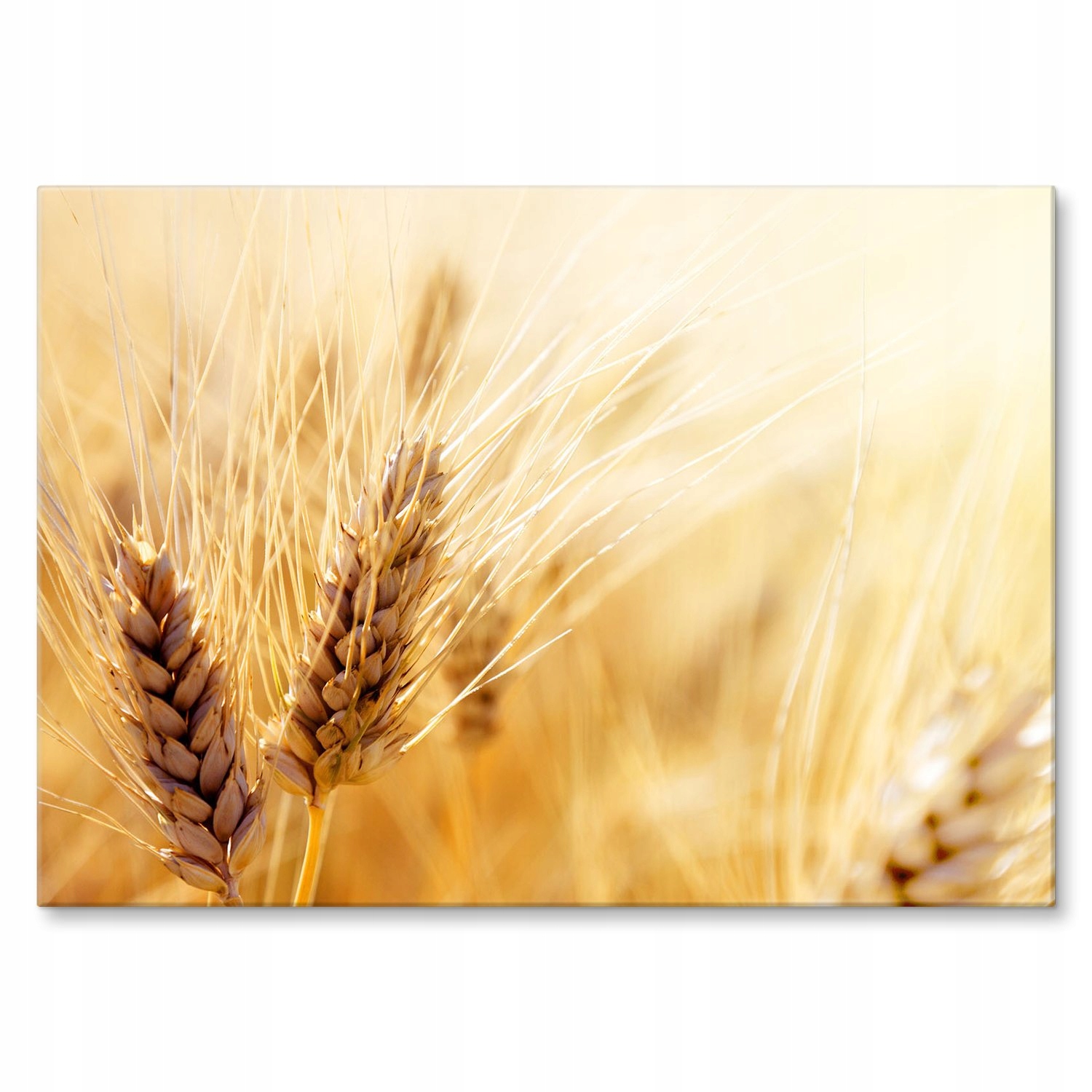 Kovový plakát Klasy obilí Dárek 30 x 42 cm