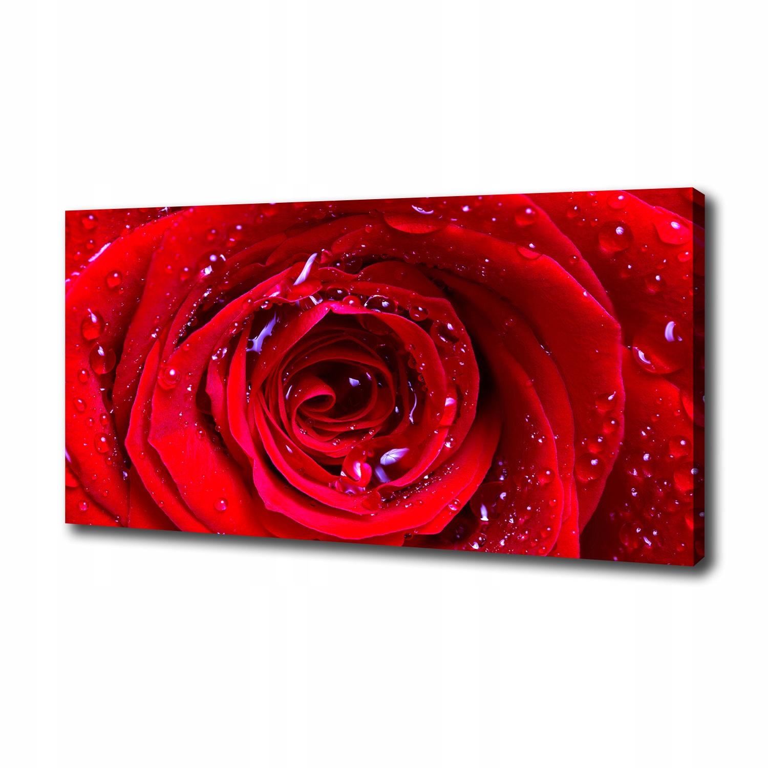 

Foto obraz canvas na ścianę Kwiat róży 100x50 cm