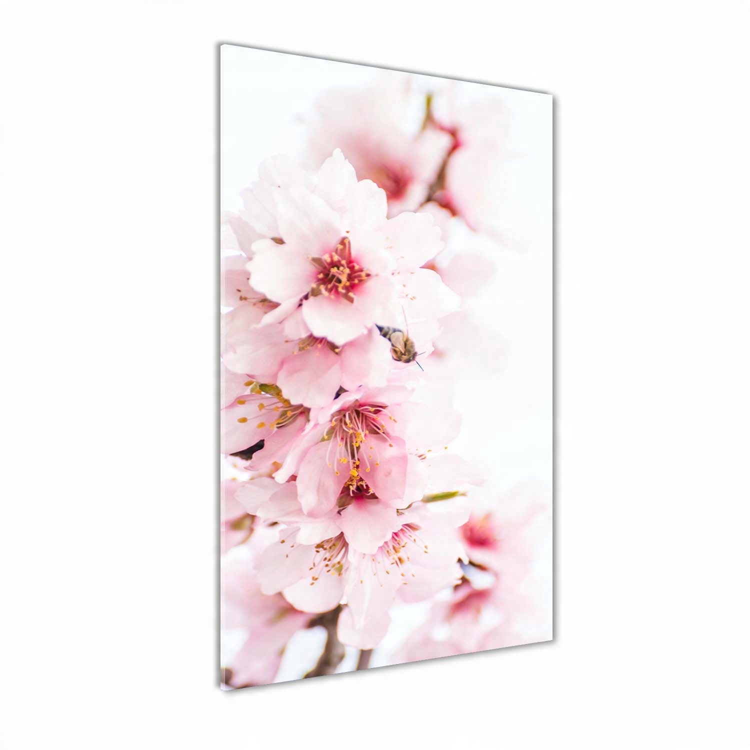

Foto obraz na szkle Kwiaty migdałowca 60x120 cm