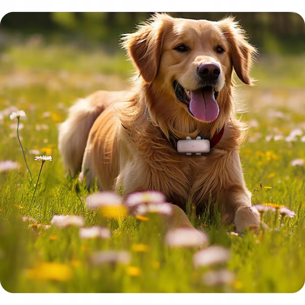 GPS LOCATOR 4G FOR ANIMALS CAT DOG LOCATOR WITHOUT SUBSCRIPTION Packaging status original