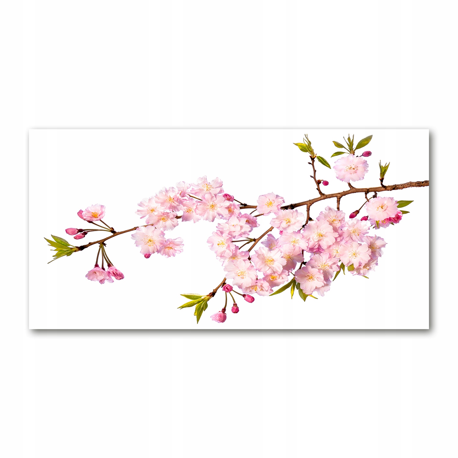 

Foto obraz akryl nowoczesny Dzika róża 120X60 cm