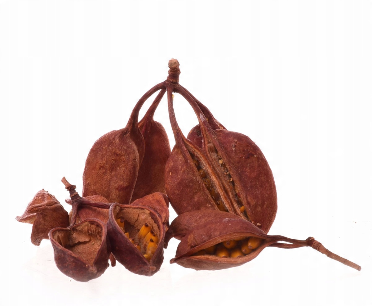 

Brachytion natura torebki nasienne susz dekoracja