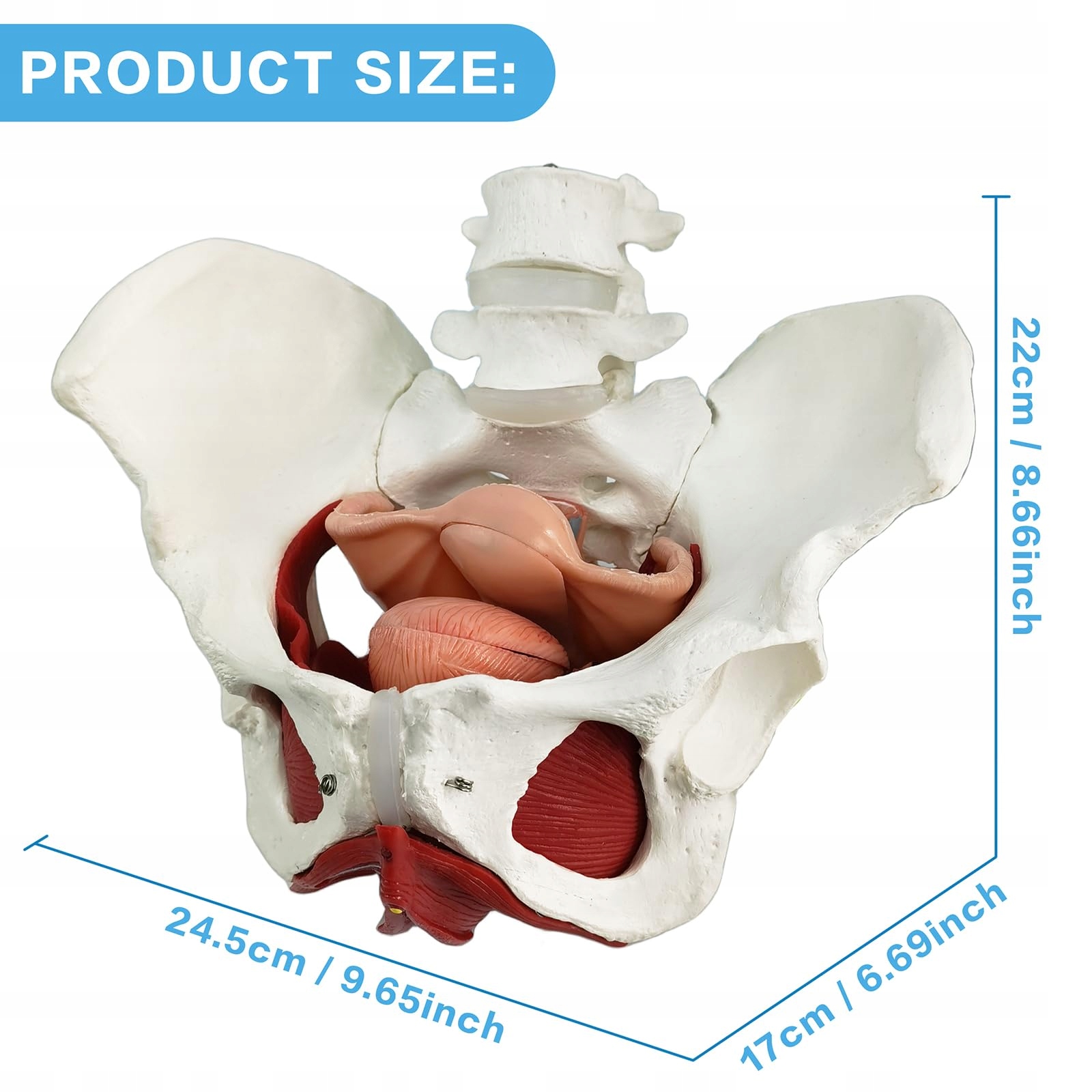 WEIBLICHES Becken Perineum Model Z Organami Edukacyjne 6 Części — miniatura 2