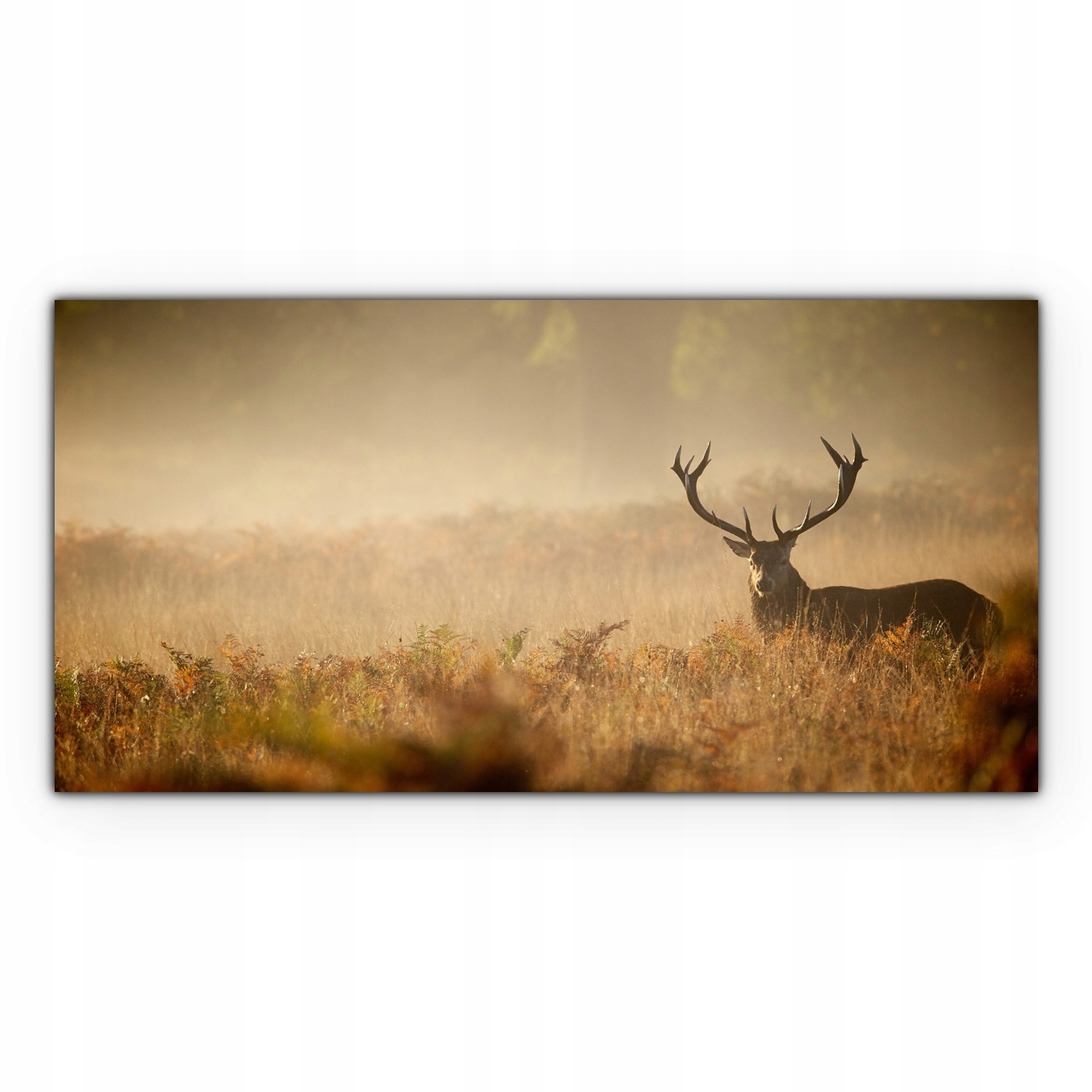 

Canvas na ramie na ścianę 100x50 Jeleń Mgła Łąka