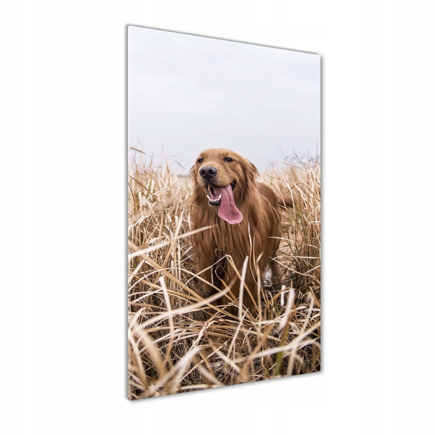 

Foto obraz szkło akrylowe Golden retriever 70x140