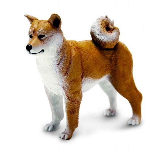 Shiba Inu Szczenięta Niska cena na Allegro