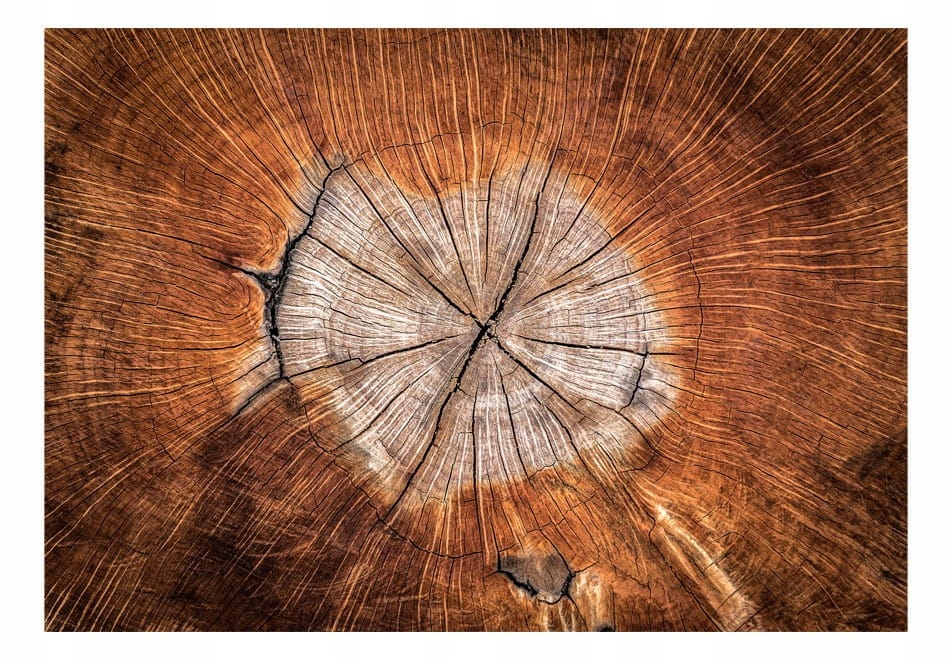 

Fototapeta - Dusza drzewa - 300X210