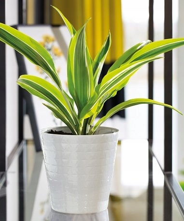 OSŁONKA doniczki DIAMENT śr. 11CM CZARNY POŁYSK Form-plastic Marka Form-Plastic