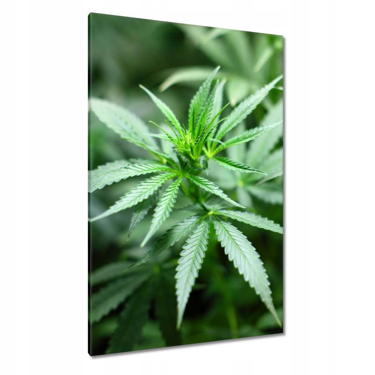 Obrazy 80x120 Konopí Křovák