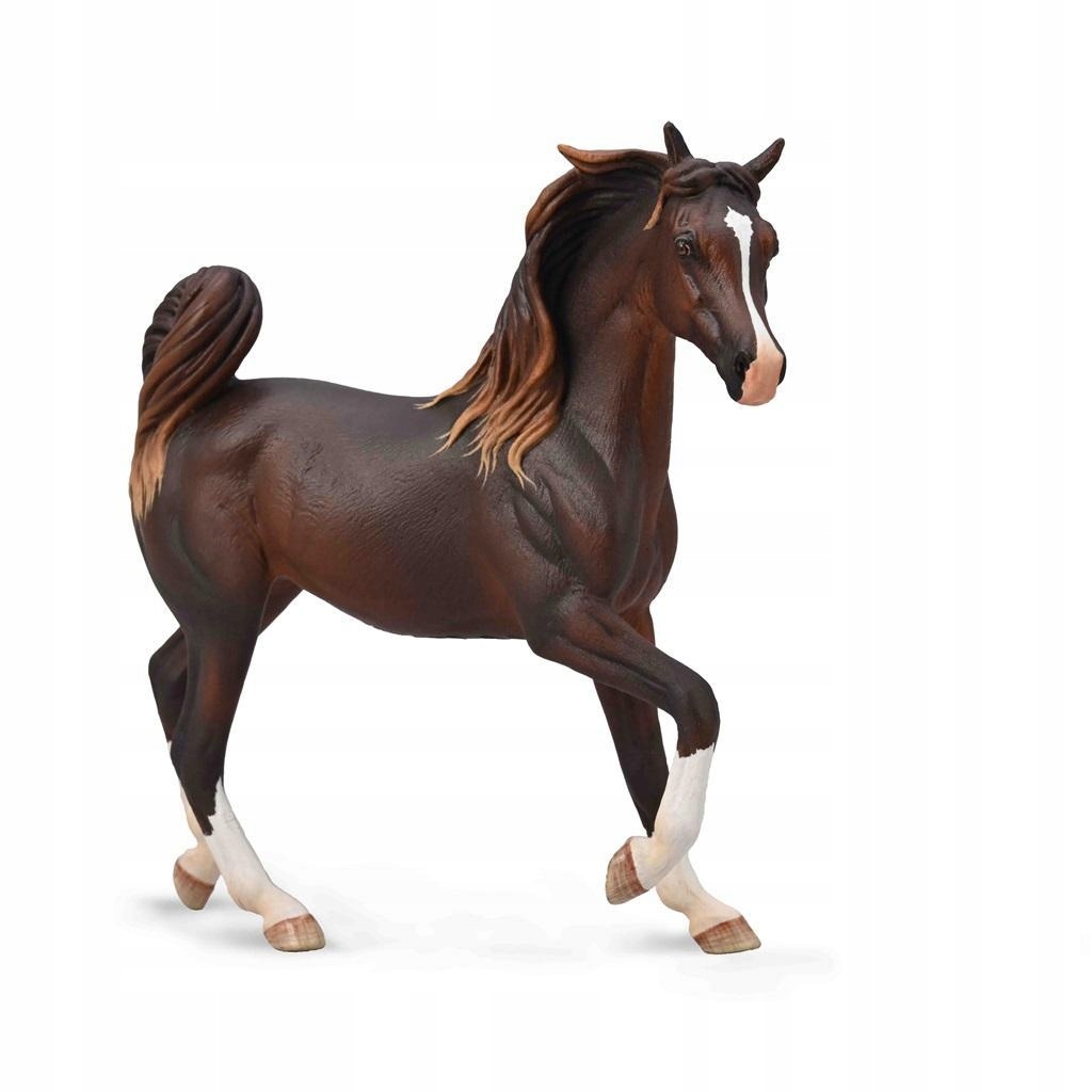 

Arabska Klacz Wątrobowa, Collecta