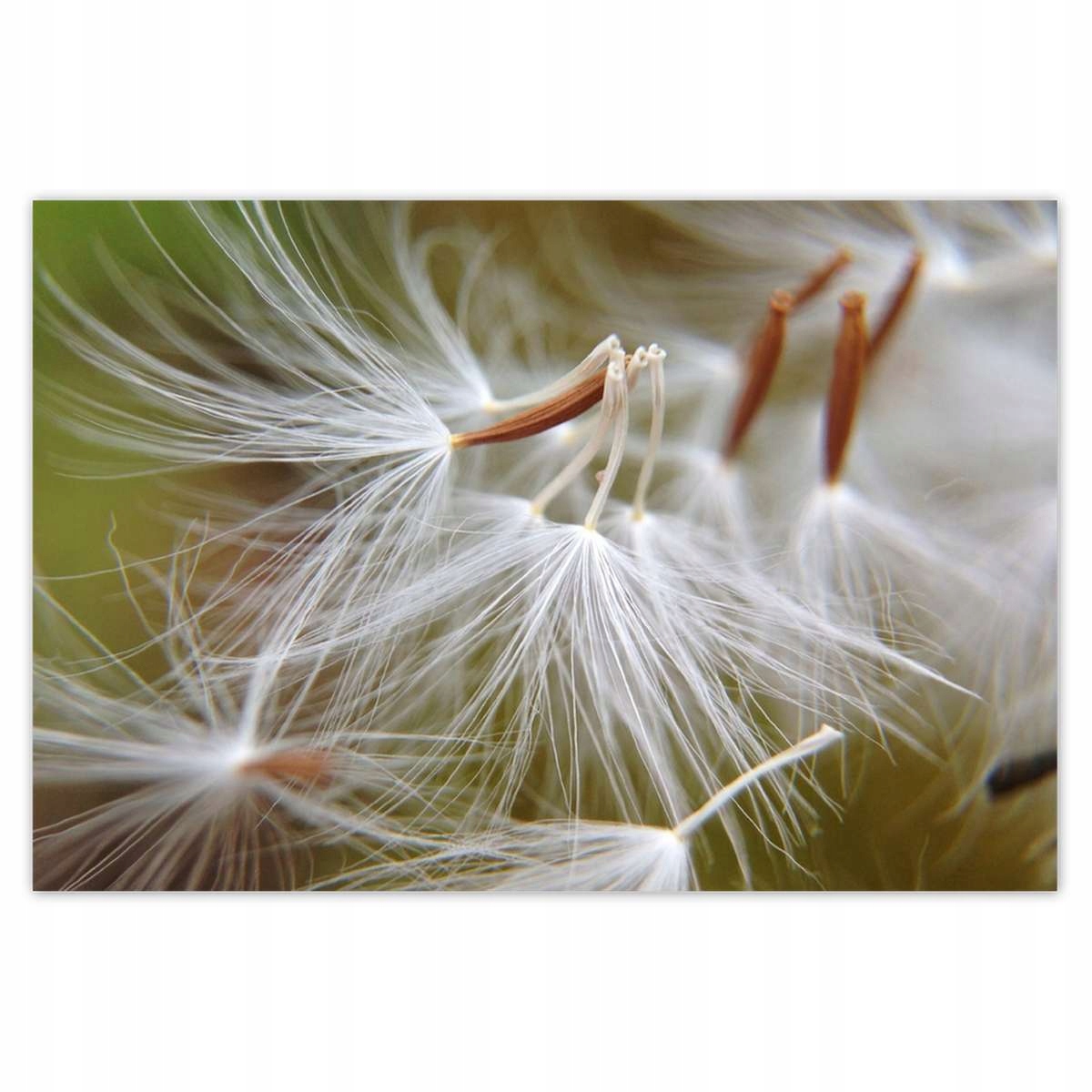 Plakáty 200x135 Pampeliška Květ Květiny