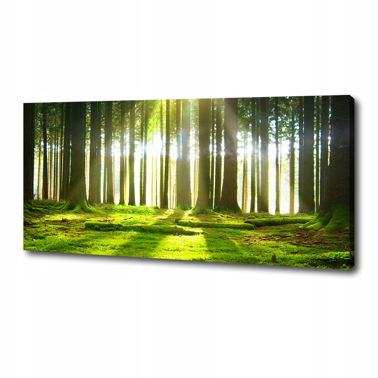 

Foto obraz duży na płótnie Las w słońcu 125x50 cm