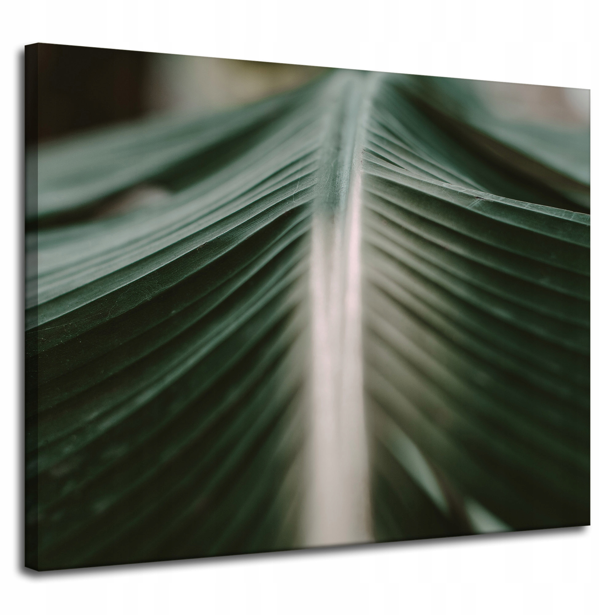 Obraz na plátně Příroda List Palmy 100x80