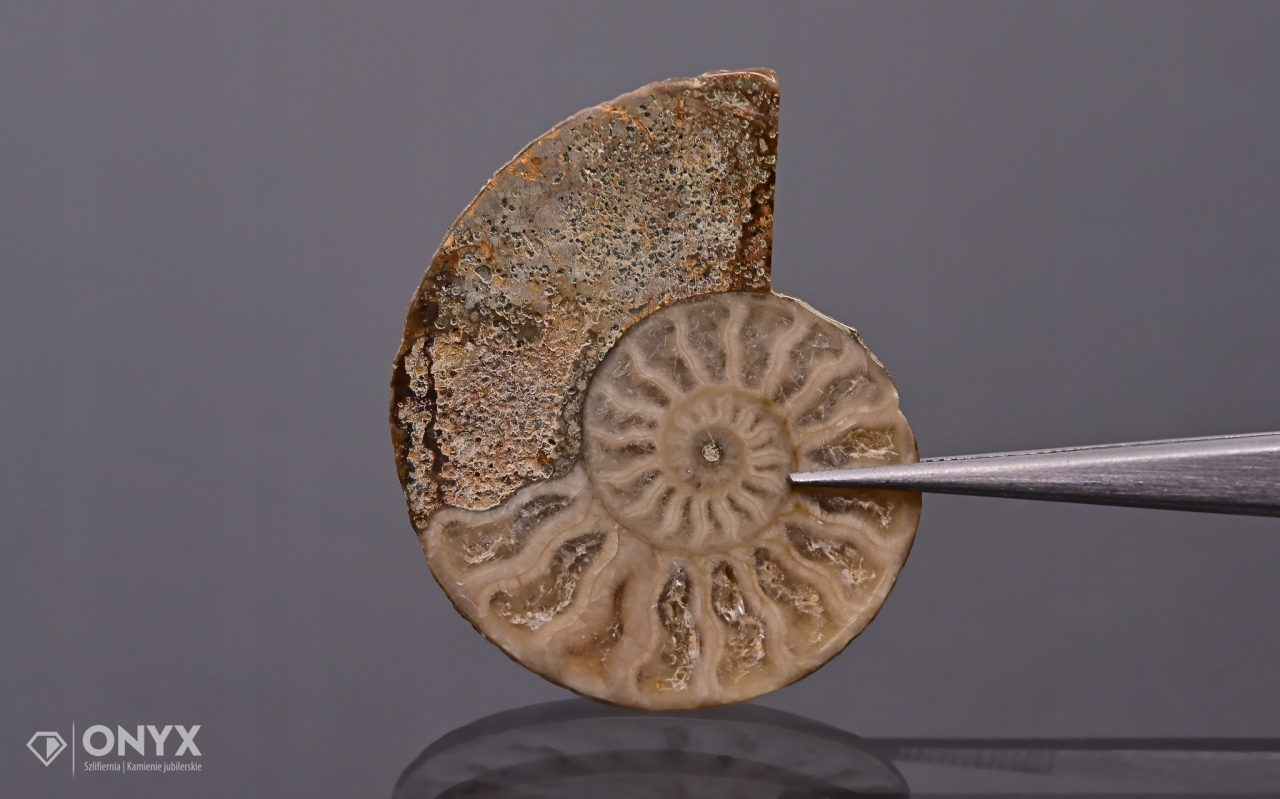 Amonit z Madagaskaru nepravidelný 32x27 mm