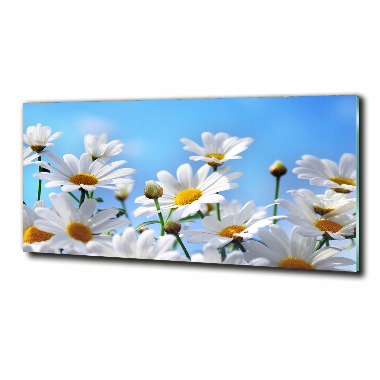

Foto-Drukowany obraz na szkle Stokrotki 125x50