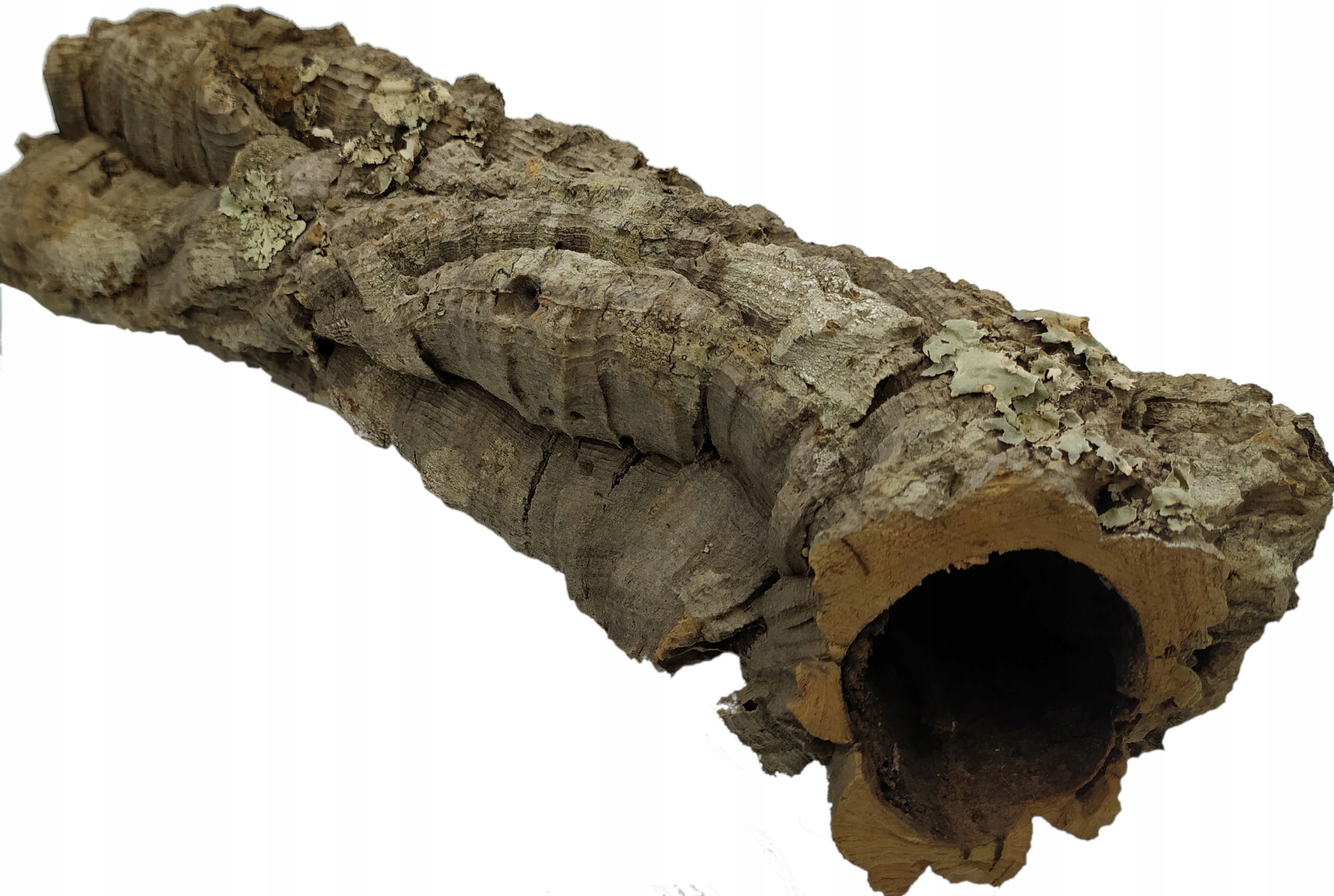 

Tuba, kora dębu korkowego XL (40cm)