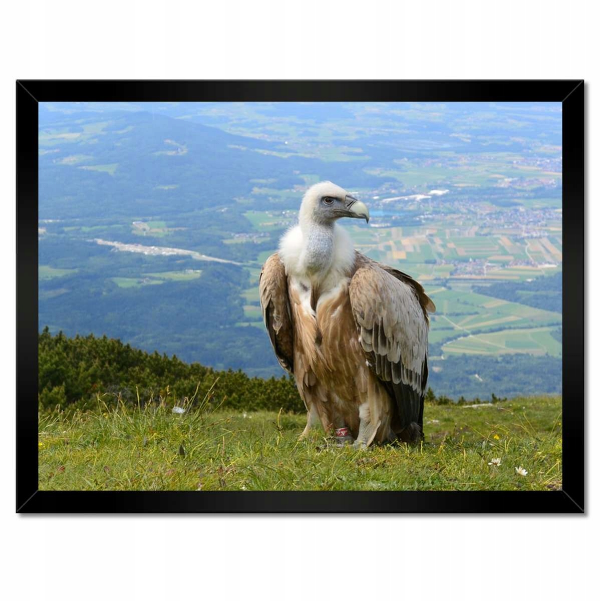 Plakáty v rámu 40x30 Nebezpečný pohled