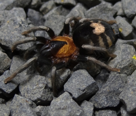 PAJĄK PTASZNIK CYRIOCOSMUS ELEGANS L5/6 