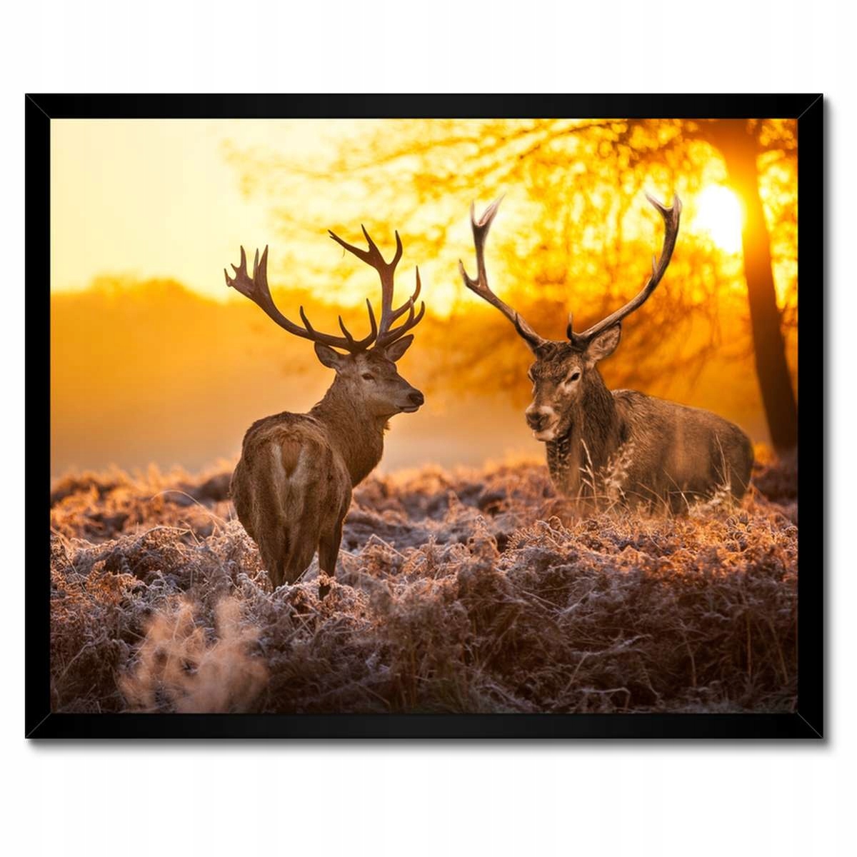 Plakáty v rámu 50x40 Jeleni po ránu