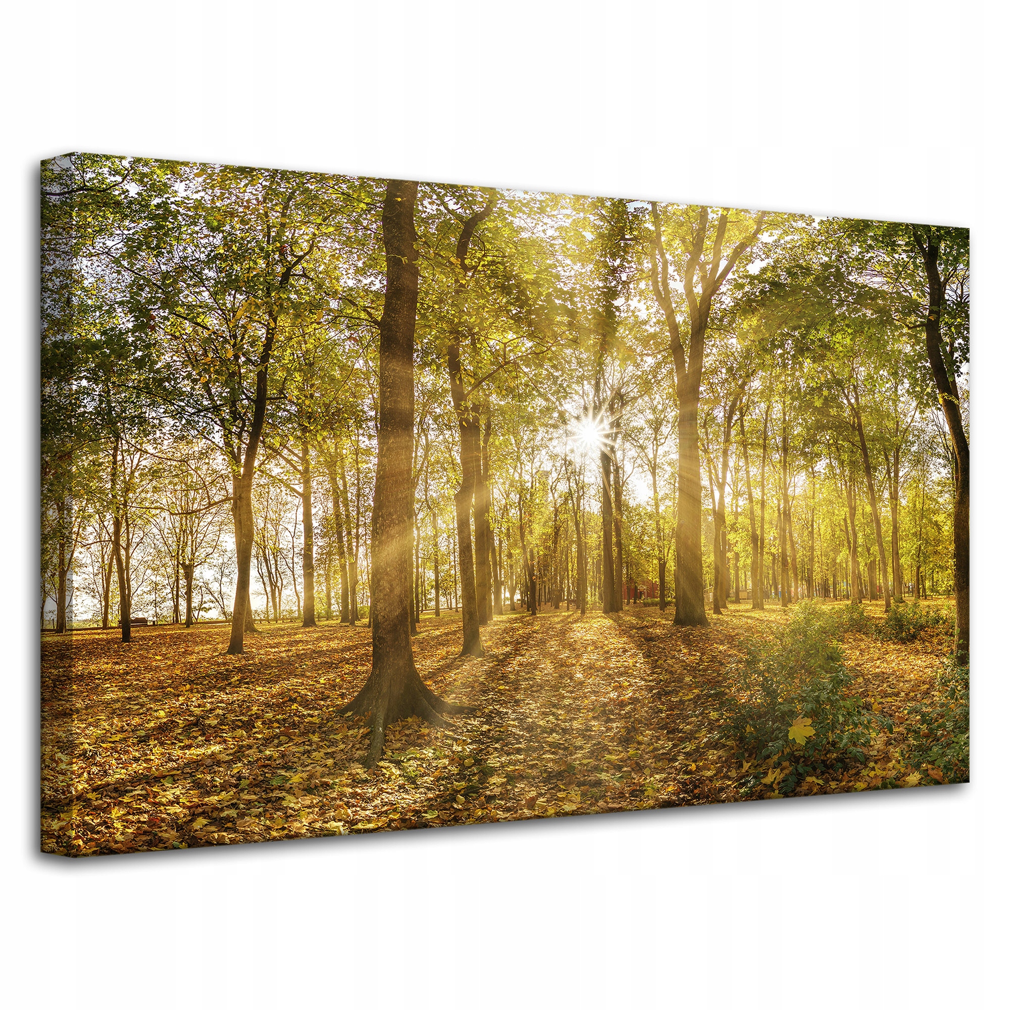 Obraz na plátně Slunce mezi stromy v lese 80x50 cm