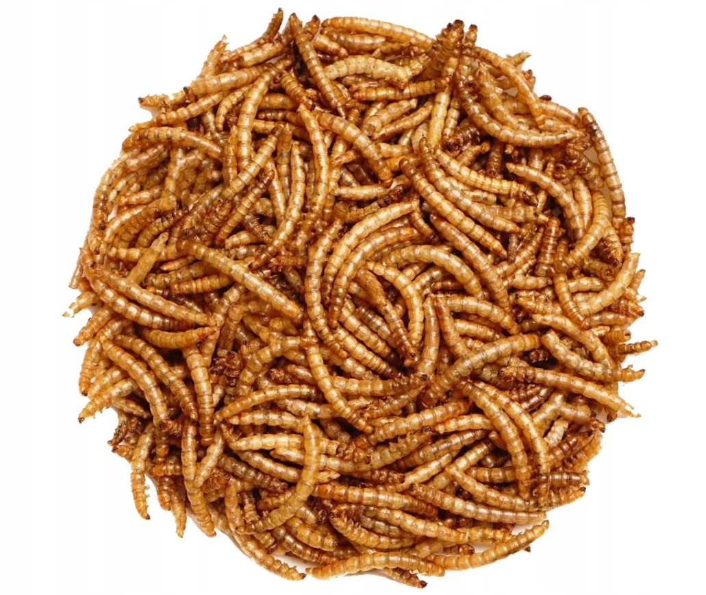 Sušené larvy moučníku mlynářského 5 kg