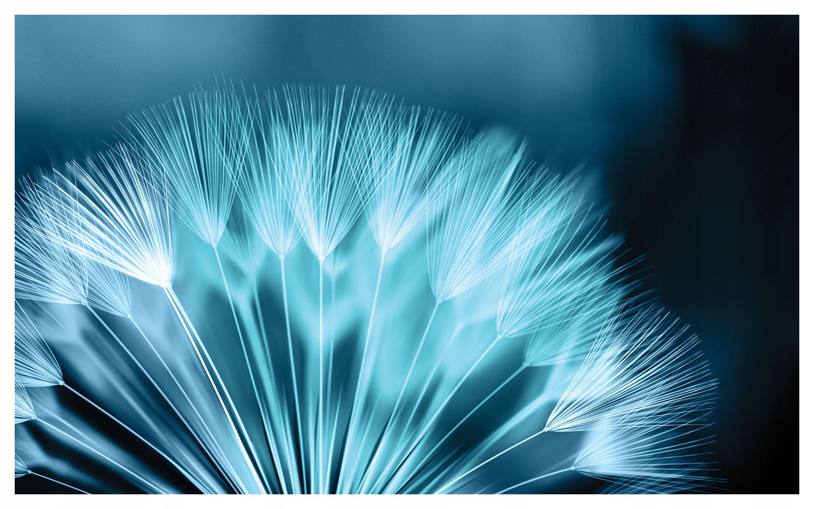 Fototapeta vliesová Púpava Jemnosť prírody v modrej farbe 416x254 lepidlo