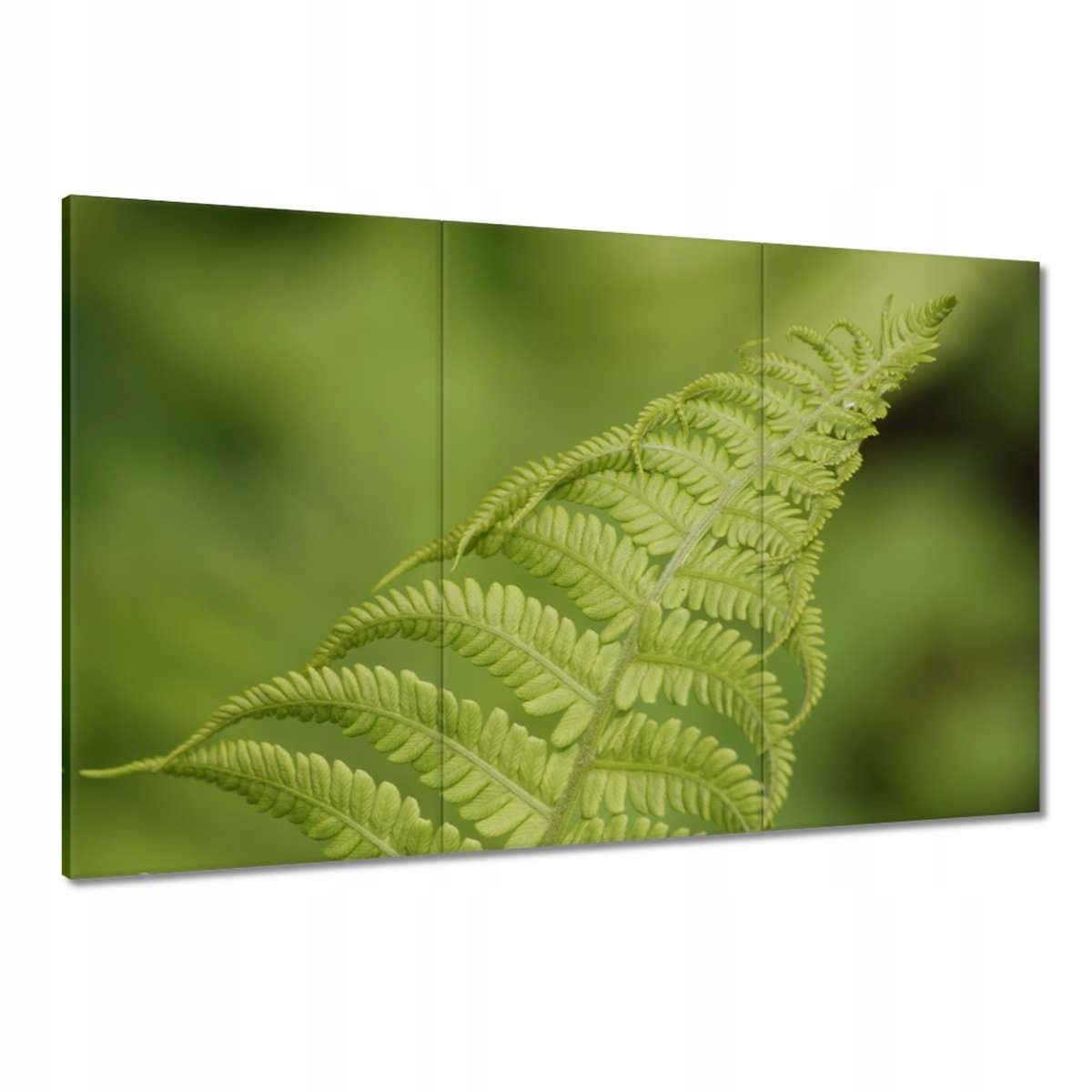 Obrazy 120x80 Paprotky Les Zeleň List