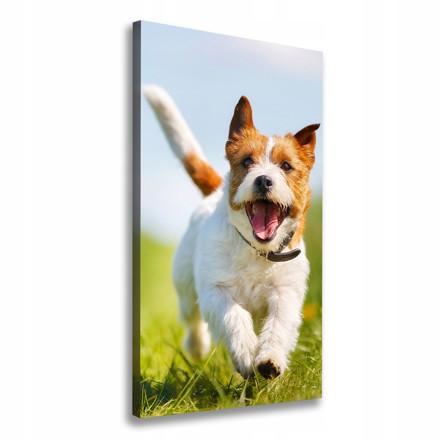 

Foto obraz na płótnie Pies Jack Russell 60x120 cm